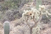 Tucson 2541